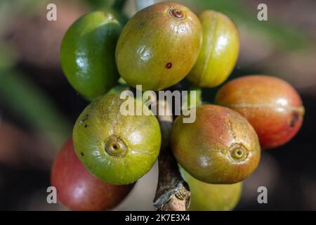 Caffè della valle dell'Alto Mayo in Perù, apprezzato nel mondo per il suo grande sapore e aroma, è anche biologico. Foto Stock