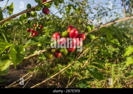 Caffè della valle dell'Alto Mayo in Perù, apprezzato nel mondo per il suo grande sapore e aroma, è anche biologico. Foto Stock