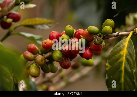 Caffè della valle dell'Alto Mayo in Perù, apprezzato nel mondo per il suo grande sapore e aroma, è anche biologico. Foto Stock