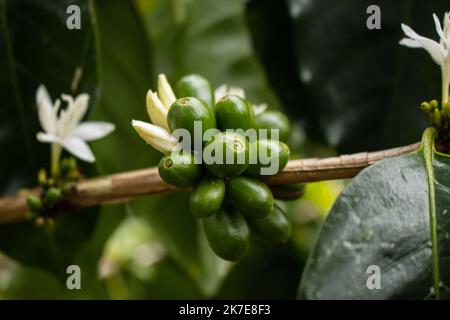 Caffè della valle dell'Alto Mayo in Perù, apprezzato nel mondo per il suo grande sapore e aroma, è anche biologico. Foto Stock