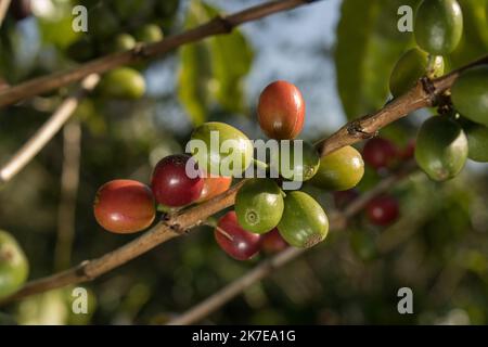 Caffè della valle dell'Alto Mayo in Perù, apprezzato nel mondo per il suo grande sapore e aroma, è anche biologico. Foto Stock