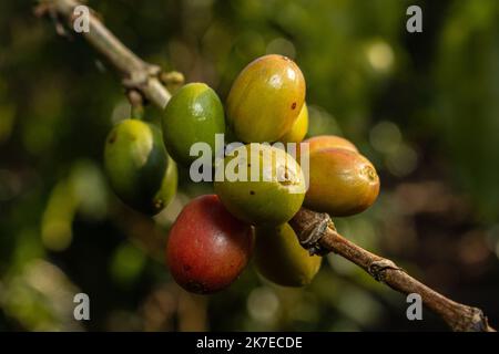 Caffè della valle dell'Alto Mayo in Perù, apprezzato nel mondo per il suo grande sapore e aroma, è anche biologico. Foto Stock