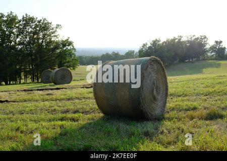 Thierry Larret/Maxppp. Agricoltura. Illustration de ballots de paille dans le Puy de Dome (63). Foto Stock