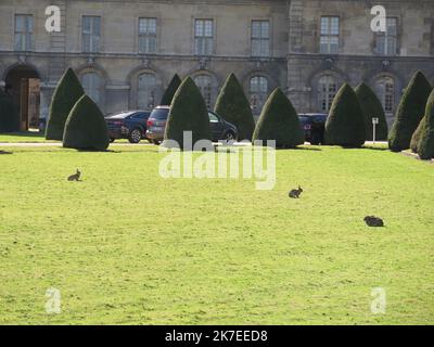 ©PHOTOPQR/LE PARISIEN/Céline Carez ; Parigi PARIGI ; 23/03/2018 ; Des lapins aux Invalides des lapins gambadent aux invalides sur les pelouses rue de Grenelle Parigi, Francia, luglio 23rd 2021. Conigli a Les Invalides conigli frolic negli invalidi sui prati rue de Grenelle considerati come specie nocive, essi possono essere catturati e circa 40 uccisi ogni anno Foto Stock