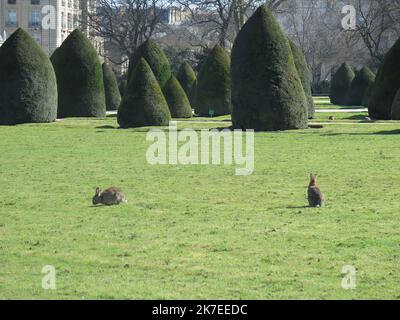 ©PHOTOPQR/LE PARISIEN/Céline Carez ; Parigi PARIGI ; 23/03/2018 ; Des lapins aux Invalides des lapins gambadent aux invalides sur les pelouses rue de Grenelle Parigi, Francia, luglio 23rd 2021. Conigli a Les Invalides conigli frolic negli invalidi sui prati rue de Grenelle considerati come specie nocive, essi possono essere catturati e circa 40 uccisi ogni anno Foto Stock