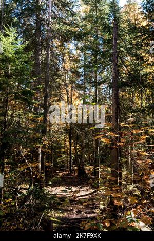 ©Michael Bunel / le Pictorium/MAXPPP - ete indien au canada. Les feuilles des erables, chenes et aulnes tournent au rouge, jaune, orange et ocre a cette periode de l'annee. Val david. Canada. 3 ottobre. 2021. Val David. Canada. Foto Stock