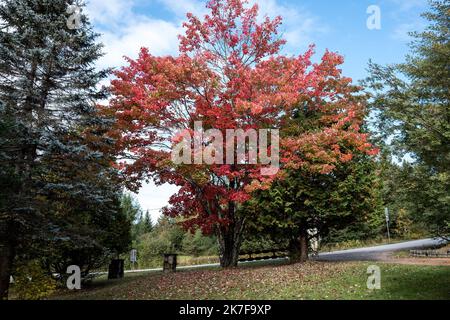 ©Michael Bunel / le Pictorium/MAXPPP - ete indien au canada. Les feuilles des erables, chenes et aulnes tournent au rouge, jaune, orange et ocre a cette periode de l'annee. Val david. Canada. 3 ottobre. 2021. Val David. Canada. Foto Stock