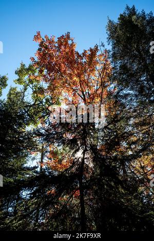 ©Michael Bunel / le Pictorium/MAXPPP - ete indien au canada. Les feuilles des erables, chenes et aulnes tournent au rouge, jaune, orange et ocre a cette periode de l'annee. Val david. Canada. 3 ottobre. 2021. Val David. Canada. Foto Stock