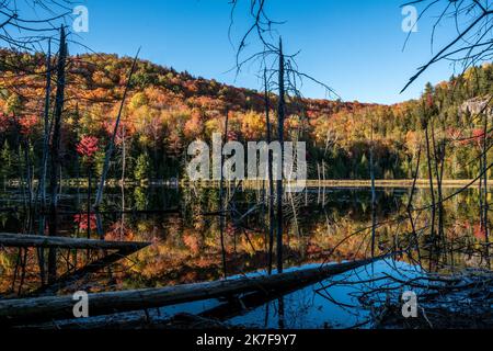 ©Michael Bunel / le Pictorium/MAXPPP - ete indien au canada. Les feuilles des erables, chenes et aulnes tournent au rouge, jaune, orange et ocre a cette periode de l'annee. Val david. Canada. 3 ottobre. 2021. Val David. Canada. Foto Stock