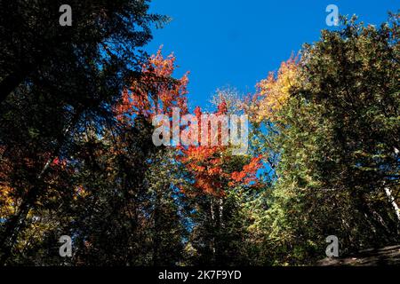 ©Michael Bunel / le Pictorium/MAXPPP - ete indien au canada. Les feuilles des erables, chenes et aulnes tournent au rouge, jaune, orange et ocre a cette periode de l'annee. Val david. Canada. 3 ottobre. 2021. Val David. Canada. Foto Stock