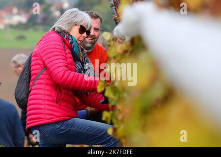 ©PHOTOPQR/VOIX DU NORD/Ludovic Maillard ; 23/10/2021 ; Haillicourt le 23.10.2021, cepage charbonnay, 9eme vendanges sur le terril viticole d haillicourt . LA VOIX DU NORD / FOTO LUDOVIC MAILLARD a Haillicourt, nel Pas-de-Calais, (Francia settentrionale) sul versante meridionale del cumulo di scorie n ° 9 della fossa “2bis”, 2.000 Chardonnay (una varietà di uva originaria della Borgogna) sono stati piantati nel 2011, nel cuore delle miniere di carbone. Culminante ad un'altitudine di 336 metri con una caduta del 80%, il cumulo di scorie di Haillicourt offre ai viticoltori molte possibilità. Il calore liberato dal terreno e ricco di resi minerari Foto Stock