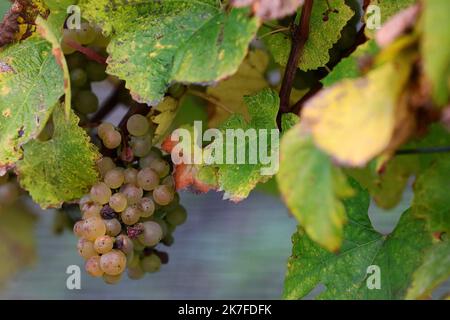 ©PHOTOPQR/VOIX DU NORD/Ludovic Maillard ; 23/10/2021 ; Haillicourt le 23.10.2021, cepage charbonnay, 9eme vendanges sur le terril viticole d haillicourt . LA VOIX DU NORD / FOTO LUDOVIC MAILLARD a Haillicourt, nel Pas-de-Calais, (Francia settentrionale) sul versante meridionale del cumulo di scorie n ° 9 della fossa “2bis”, 2.000 Chardonnay (una varietà di uva originaria della Borgogna) sono stati piantati nel 2011, nel cuore delle miniere di carbone. Culminante ad un'altitudine di 336 metri con una caduta del 80%, il cumulo di scorie di Haillicourt offre ai viticoltori molte possibilità. Il calore liberato dal terreno e ricco di resi minerari Foto Stock