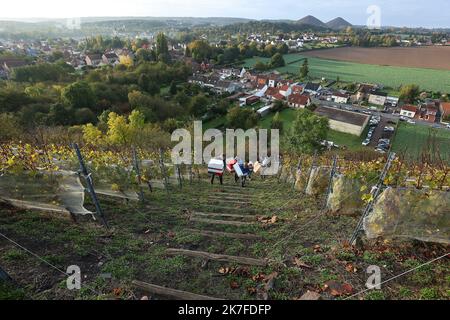 ©PHOTOPQR/VOIX DU NORD/Ludovic Maillard ; 23/10/2021 ; Haillicourt le 23.10.2021, cepage charbonnay, 9eme vendanges sur le terril viticole d haillicourt . LA VOIX DU NORD / FOTO LUDOVIC MAILLARD a Haillicourt, nel Pas-de-Calais, (Francia settentrionale) sul versante meridionale del cumulo di scorie n ° 9 della fossa “2bis”, 2.000 Chardonnay (una varietà di uva originaria della Borgogna) sono stati piantati nel 2011, nel cuore delle miniere di carbone. Culminante ad un'altitudine di 336 metri con una caduta del 80%, il cumulo di scorie di Haillicourt offre ai viticoltori molte possibilità. Il calore liberato dal terreno e ricco di resi minerari Foto Stock