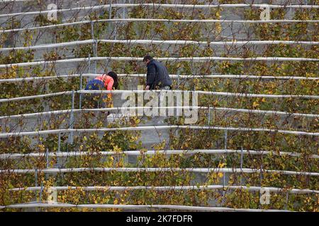 ©PHOTOPQR/VOIX DU NORD/Ludovic Maillard ; 23/10/2021 ; Haillicourt le 23.10.2021, cepage charbonnay, 9eme vendanges sur le terril viticole d haillicourt . LA VOIX DU NORD / FOTO LUDOVIC MAILLARD a Haillicourt, nel Pas-de-Calais, (Francia settentrionale) sul versante meridionale del cumulo di scorie n ° 9 della fossa “2bis”, 2.000 Chardonnay (una varietà di uva originaria della Borgogna) sono stati piantati nel 2011, nel cuore delle miniere di carbone. Culminante ad un'altitudine di 336 metri con una caduta del 80%, il cumulo di scorie di Haillicourt offre ai viticoltori molte possibilità. Il calore liberato dal terreno e ricco di resi minerari Foto Stock