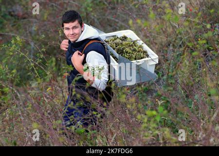 ©PHOTOPQR/VOIX DU NORD/Ludovic Maillard ; 23/10/2021 ; Haillicourt le 23.10.2021, cepage charbonnay, 9eme vendanges sur le terril viticole d haillicourt . LA VOIX DU NORD / FOTO LUDOVIC MAILLARD a Haillicourt, nel Pas-de-Calais, (Francia settentrionale) sul versante meridionale del cumulo di scorie n ° 9 della fossa “2bis”, 2.000 Chardonnay (una varietà di uva originaria della Borgogna) sono stati piantati nel 2011, nel cuore delle miniere di carbone. Culminante ad un'altitudine di 336 metri con una caduta del 80%, il cumulo di scorie di Haillicourt offre ai viticoltori molte possibilità. Il calore liberato dal terreno e ricco di resi minerari Foto Stock