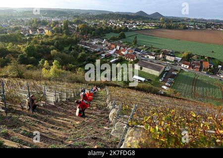 ©PHOTOPQR/VOIX DU NORD/Ludovic Maillard ; 23/10/2021 ; Haillicourt le 23.10.2021, cepage charbonnay, 9eme vendanges sur le terril viticole d haillicourt . LA VOIX DU NORD / FOTO LUDOVIC MAILLARD a Haillicourt, nel Pas-de-Calais, (Francia settentrionale) sul versante meridionale del cumulo di scorie n ° 9 della fossa “2bis”, 2.000 Chardonnay (una varietà di uva originaria della Borgogna) sono stati piantati nel 2011, nel cuore delle miniere di carbone. Culminante ad un'altitudine di 336 metri con una caduta del 80%, il cumulo di scorie di Haillicourt offre ai viticoltori molte possibilità. Il calore liberato dal terreno e ricco di resi minerari Foto Stock