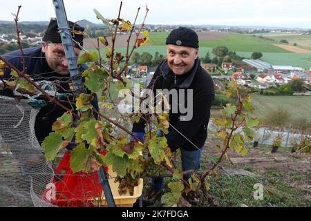 ©PHOTOPQR/VOIX DU NORD/Ludovic Maillard ; 23/10/2021 ; Haillicourt le 23.10.2021, cepage charbonnay, 9eme vendanges sur le terril viticole d haillicourt . LA VOIX DU NORD / FOTO LUDOVIC MAILLARD a Haillicourt, nel Pas-de-Calais, (Francia settentrionale) sul versante meridionale del cumulo di scorie n ° 9 della fossa “2bis”, 2.000 Chardonnay (una varietà di uva originaria della Borgogna) sono stati piantati nel 2011, nel cuore delle miniere di carbone. Culminante ad un'altitudine di 336 metri con una caduta del 80%, il cumulo di scorie di Haillicourt offre ai viticoltori molte possibilità. Il calore liberato dal terreno e ricco di resi minerari Foto Stock