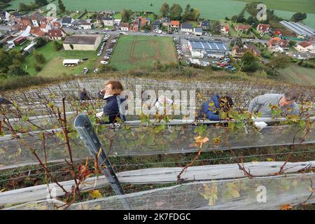 ©PHOTOPQR/VOIX DU NORD/Ludovic Maillard ; 23/10/2021 ; Haillicourt le 23.10.2021, cepage charbonnay, 9eme vendanges sur le terril viticole d haillicourt . LA VOIX DU NORD / FOTO LUDOVIC MAILLARD a Haillicourt, nel Pas-de-Calais, (Francia settentrionale) sul versante meridionale del cumulo di scorie n ° 9 della fossa “2bis”, 2.000 Chardonnay (una varietà di uva originaria della Borgogna) sono stati piantati nel 2011, nel cuore delle miniere di carbone. Culminante ad un'altitudine di 336 metri con una caduta del 80%, il cumulo di scorie di Haillicourt offre ai viticoltori molte possibilità. Il calore liberato dal terreno e ricco di resi minerari Foto Stock