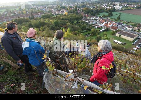 ©PHOTOPQR/VOIX DU NORD/Ludovic Maillard ; 23/10/2021 ; Haillicourt le 23.10.2021, cepage charbonnay, 9eme vendanges sur le terril viticole d haillicourt . LA VOIX DU NORD / FOTO LUDOVIC MAILLARD a Haillicourt, nel Pas-de-Calais, (Francia settentrionale) sul versante meridionale del cumulo di scorie n ° 9 della fossa “2bis”, 2.000 Chardonnay (una varietà di uva originaria della Borgogna) sono stati piantati nel 2011, nel cuore delle miniere di carbone. Culminante ad un'altitudine di 336 metri con una caduta del 80%, il cumulo di scorie di Haillicourt offre ai viticoltori molte possibilità. Il calore liberato dal terreno e ricco di resi minerari Foto Stock