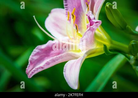 Bella Lilly fiore singolo e germoglio fiorire a stagione, sfondo verde Foto Stock