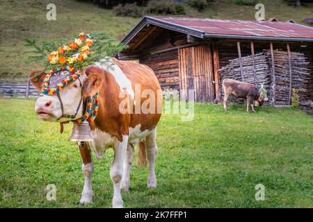 Sfilata ornata di mucche chiamata Almabtrieb in Zillertal, alpi austriache Foto Stock