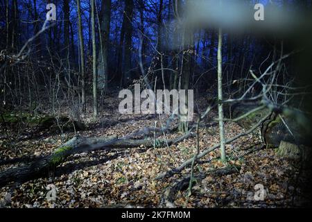 ©PHOTOPQR/VOIX DU NORD/PIERRE ROUANET ; 17/11/2021 ; 17/11/2021. Reportage sur la crise humanitaire des migrants massés à la frontière Poologne-Biélorussie. Dans les bois d'Hajnowka. Le tempérures, entre zéro et deux decrés en journée, tompent la nuit. FOTO PIERRE ROUANET LA VOIX DU NORD - confine Bielorussia-Polonia: La crisi migrante Foto Stock