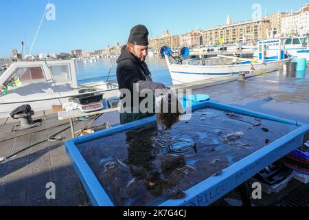 ©PHOTOPQR/VOIX DU NORD/Thierry Thorel ; 17/01/2022 ; Marseille, le 17-01-2022. Vente directe de la peche du jour sur le Vieux Port par les Marins - Foto Thierry Thorel / la Voix du Nord - Vendita diretta della pesca del giorno nel Porto Vecchio da parte dei marinai Foto Stock