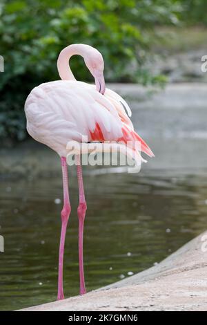 Primo piano laterale di fenicottero rosa in piedi in acqua come ritratto animale Foto Stock