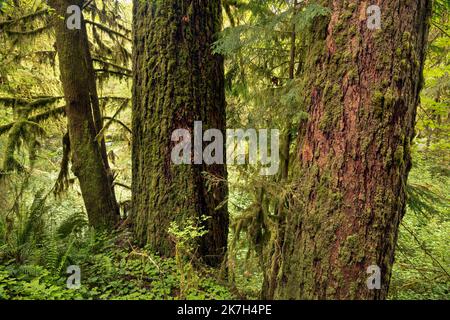 WA22319-00...WASHINGTON - alberi che crescono lungo il sentiero fino alla Hall of Mosses nella foresta pluviale di Hoh del Parco Nazionale Olimpico. Foto Stock