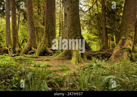 WA22336-00...WASHINGTON - questa linea di alberi ha cominciato le loro vite su un ceppo dell'infermiera nella foresta pluviale di Hoh del parco nazionale olimpico. Foto Stock