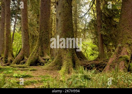 WA22337-00...WASHINGTON - questa linea di alberi ha cominciato le loro vite su un ceppo dell'infermiera nella foresta pluviale di Hoh del parco nazionale olimpico. Foto Stock