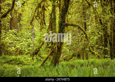 WA22351-00...WASHINGTON - Moss e felci coperti acero grandi foglie sorgono da un pavimento di foresta coperto in Western Sword Ferns a Graves Creek, ONP. Foto Stock