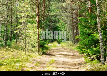 Forest Road nella foresta estiva. Una passeggiata attraverso la foresta estiva. Bella natura. abete rosso foresta Foto Stock