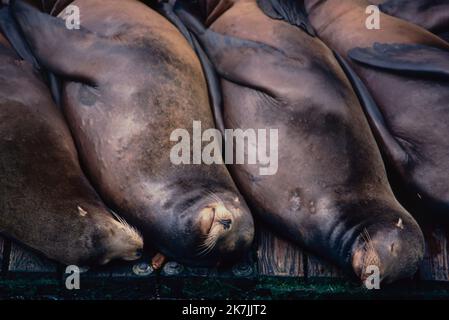 I leoni marini della California riposano su banchine galleggianti accanto al Molo 39, San Francisco, California Foto Stock