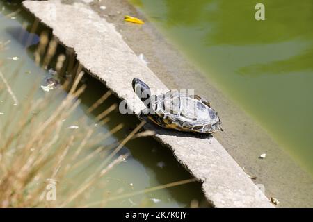 ©PHOTOPQR/VOIX DU NORD/Thierry Thorel ; 09/08/2022 ; Tourcoing - le 9 aout 2022 : la faune et la flore en souffrance dans les etangs du parc en raison les conditions climatiques de cet ete - Photo : Thierry THOREL / la Voix du Nord - Tourcoing, Francia, agosto 9th 2022 siccità storica in Francia Foto Stock