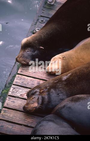 I leoni marini della California riposano su banchine galleggianti accanto al Molo 39, San Francisco, California Foto Stock