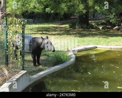 ©PHOTOPQR/LE PARISIEN/Christine Henry ; Paris ; 18/08/2022 ; le zoo du jardin des plantes est aux petits soins avec ses anima. Ciondolo les fortes chaleurs, le tapir Maltais se baigne plusieurs fois par jour pour se rafraîchir Parigi, Francia, agosto 18th 2022 lo zoo del giardino botanico è molto attento con i suoi animali. Durante il caldo, il tapir maltese si bagna più volte al giorno per rinfrescarsi. Foto Stock