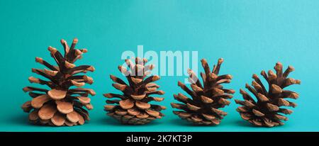 Quattro coni di pino in fila su sfondo turchese con spazio per testo, banner stagionale o natalizio Foto Stock