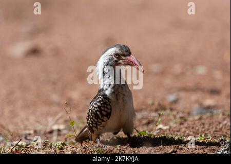 Riserva naturale di Pilanesberg (Sudafrica) con fattura rossa Hornbill (Tockus rufirostris) Foto Stock