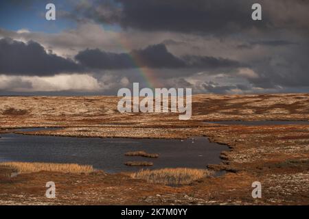 Paesaggi tundra sopra il cerchio artico nella stagione autunnale. Splendido sfondo naturale. Foto Stock