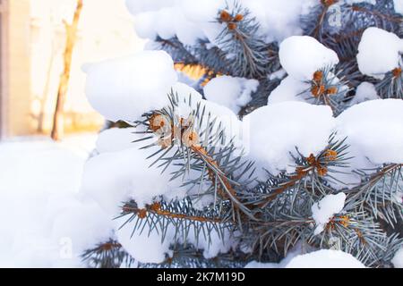 Abete rosso con aghi ricoperti di neve. Sfondo naturale. Autunno, inverno, natura Foto Stock