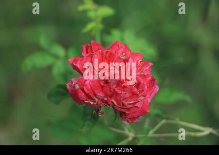 Red Rose fiore in fiore nel giardino delle rose su sfondo rosso rose fiori. Foto Stock