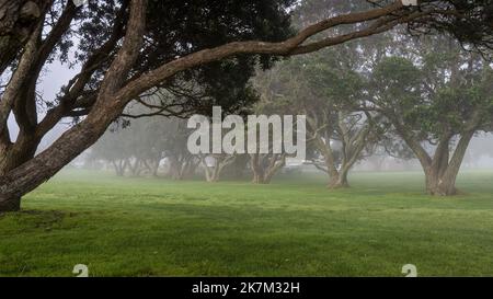 File di alberi di Pohutukawa nella nebbia, Milford Beach Reserve. Auckland. Foto Stock