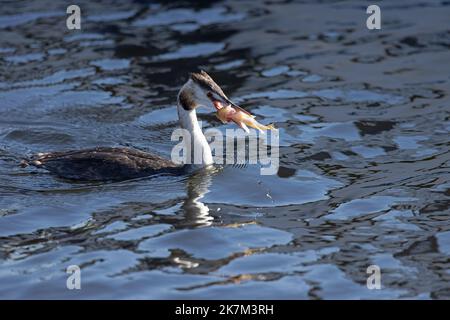 Grande Grebe crested (Podiceps cristate) con Ruffe (Gymnocephalus cernua) pesce contro la luce Norfolk GB UK ottobre 2022 Foto Stock