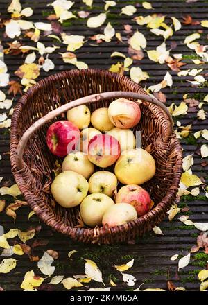 Raccolta di mele fresche e biologiche mature nel cesto di vimini sulla vecchia terrazza in legno del giardino con colorate foglie autunnali. Foto Stock