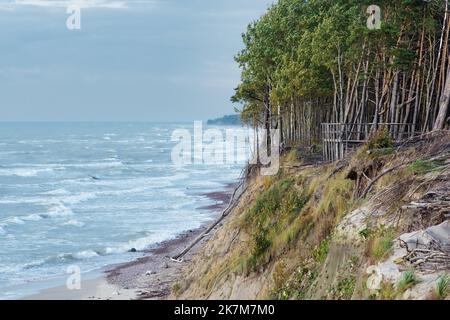 Il Capo dell'olandese, in lituano Olando kepurė, collina o dune paraboliche con pini creati da processi eoliani su una cresta morenica, Mar Baltico Foto Stock