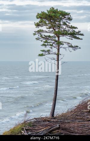 Pino solitario con bel mare grigio ruvido con onde e canne ed erba secca tra le dune sulla scogliera, paesaggio marino, verticale Foto Stock