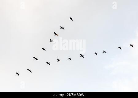 Cormorani neri che volano in una formazione a V contro il cielo sul Mar Baltico in Lituania. Concetto di migrazione degli uccelli Foto Stock