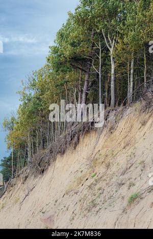 Il Capo dell'olandese, in lituano Olando kepurė, collina o dune paraboliche con pini creati da processi eoliani su una cresta morenica, Mar Baltico Foto Stock