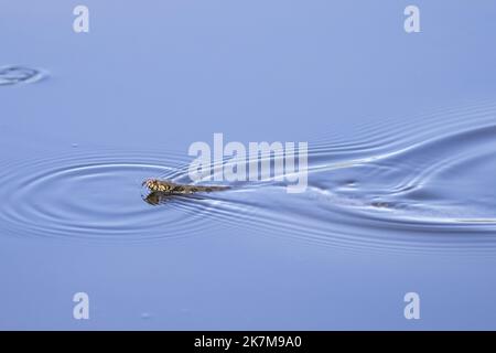 Serpente d'acqua Viperine o Natrix Maura nuoto in un lago nel sud della Francia Foto Stock